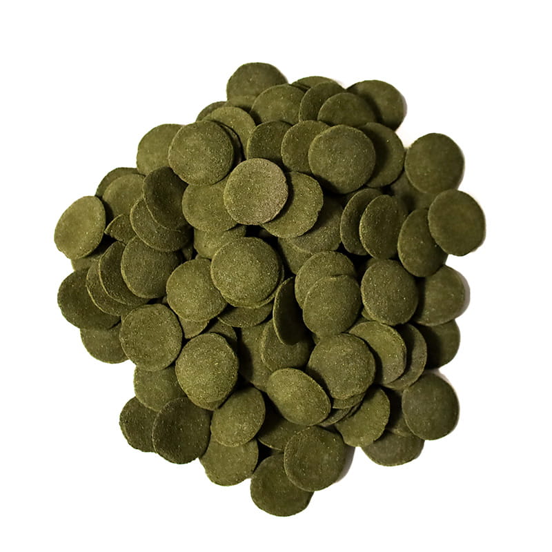 Green alge 1.jpg